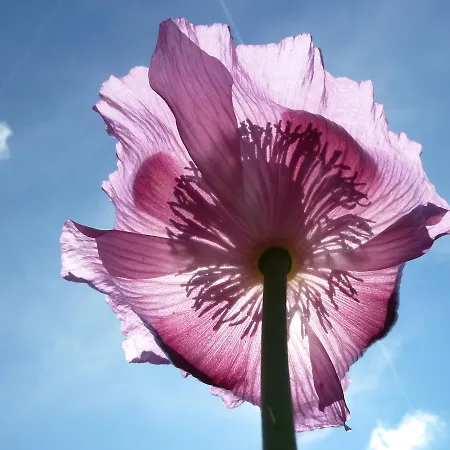 Schindler * Nittenau